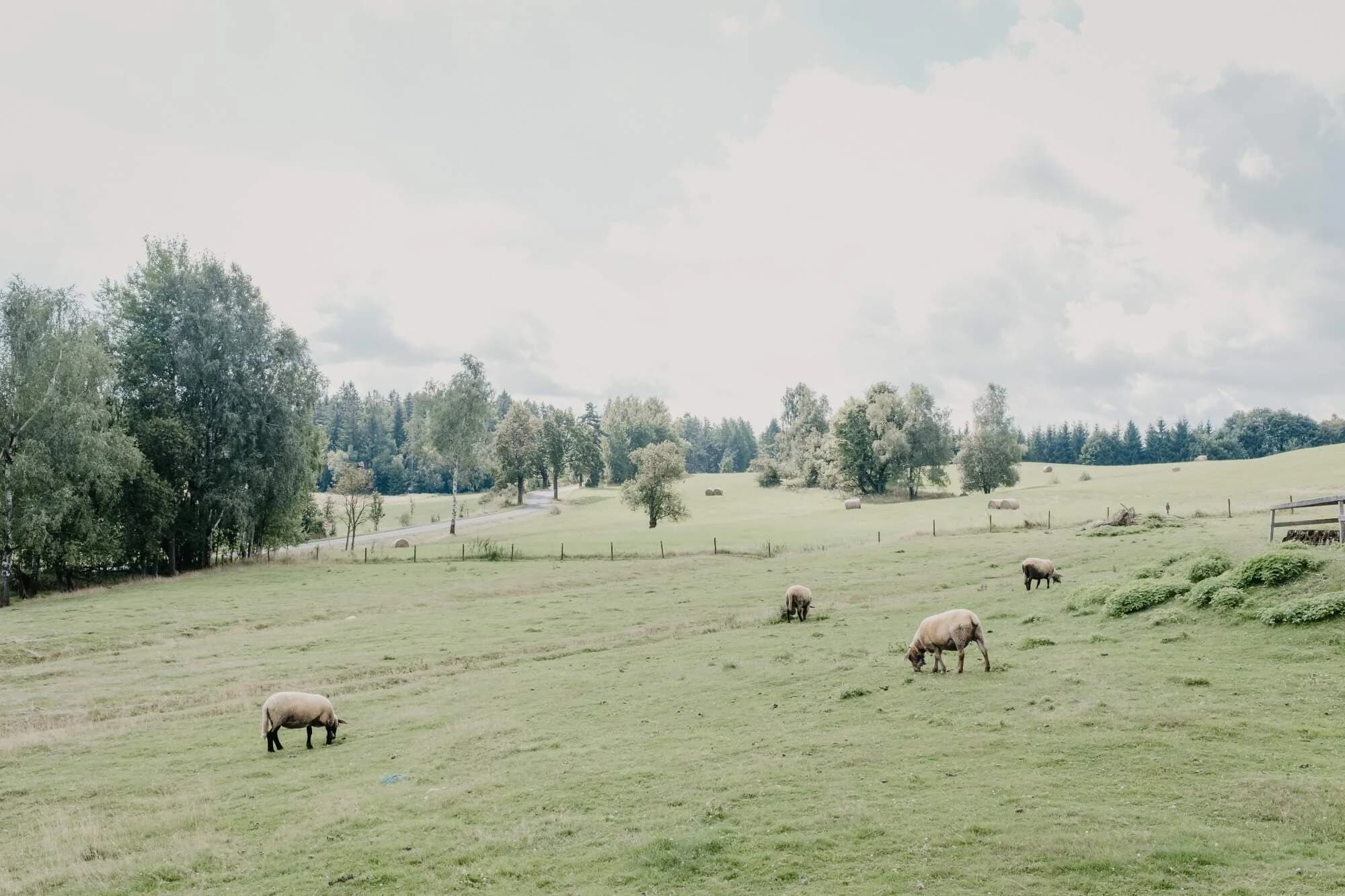 Resort Hvozd  — fotografie 5